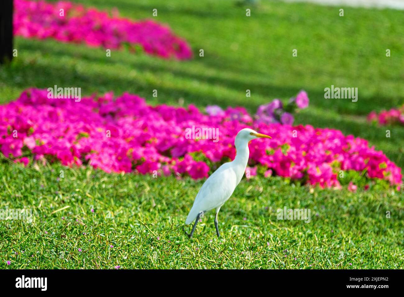 The buff-backed heron (Bubulcus ibis) feeds, collects insects on the ...