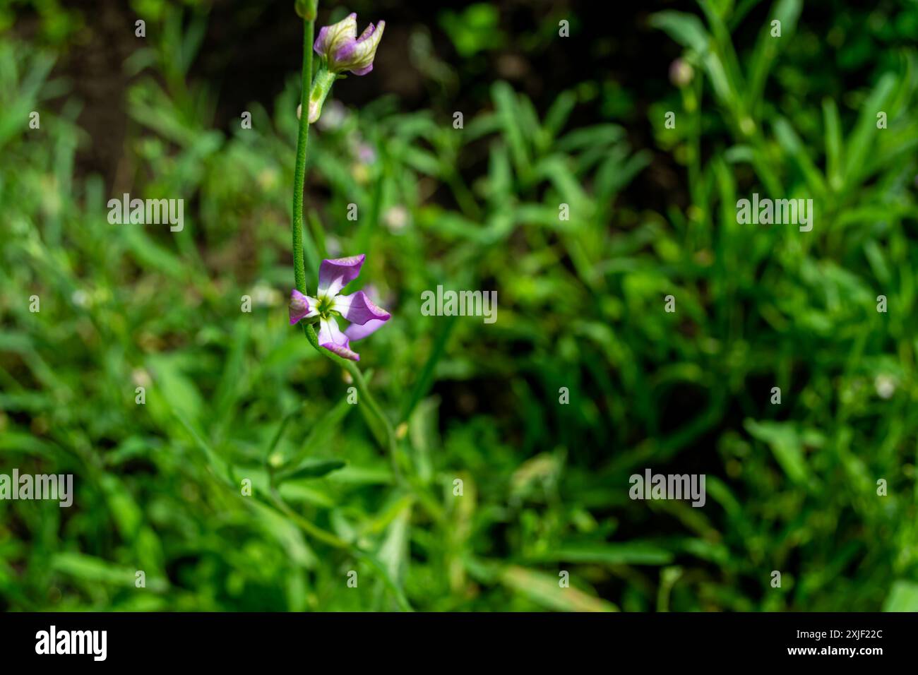 Mathiolaflowers hi-res stock photography and images - Alamy