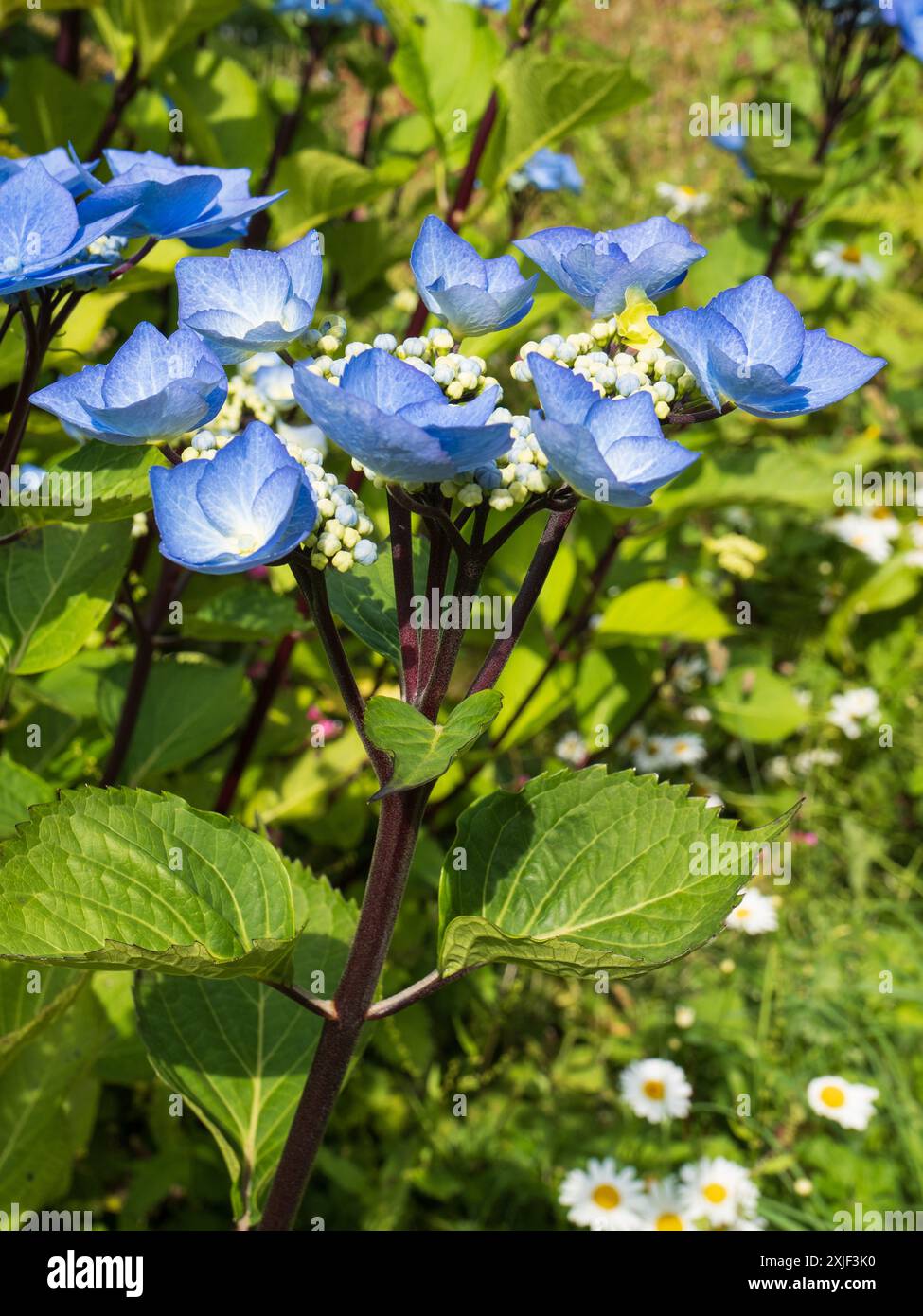 Blue lacecap flower heads atop black stems of the hardy deciduous