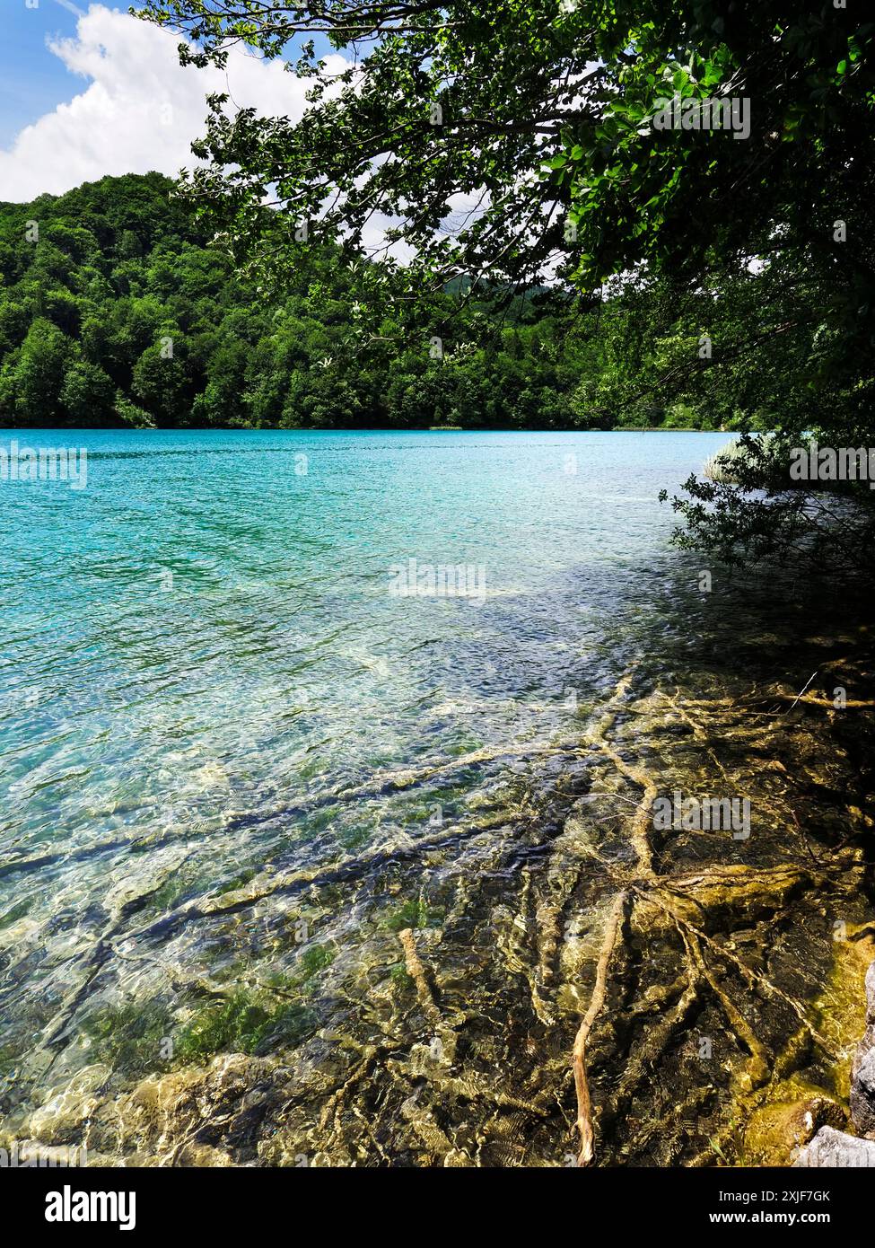 Submerged tree branches hi-res stock photography and images - Alamy