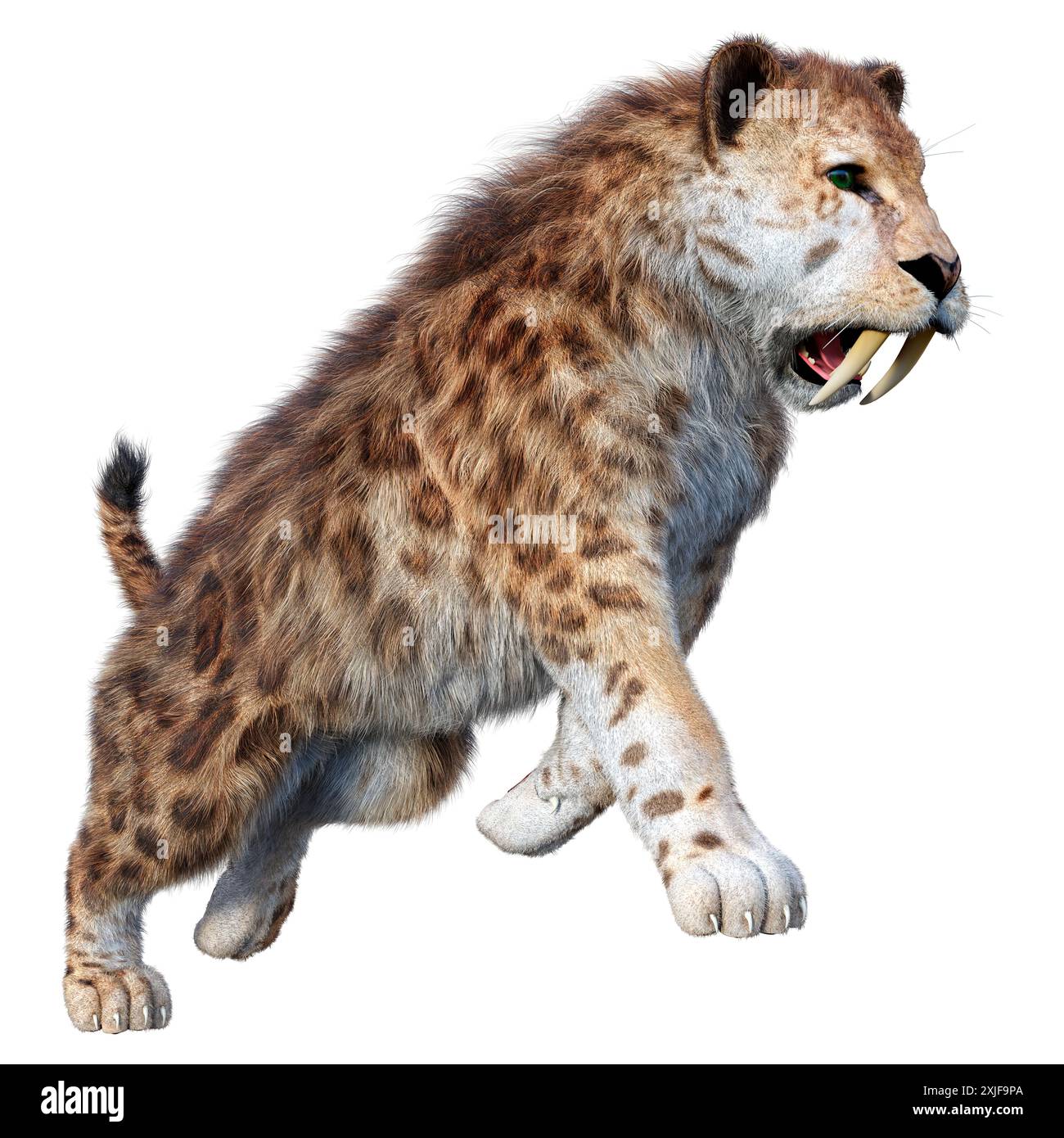 3D rendering of a saber toothed tiger isolated on white background ...