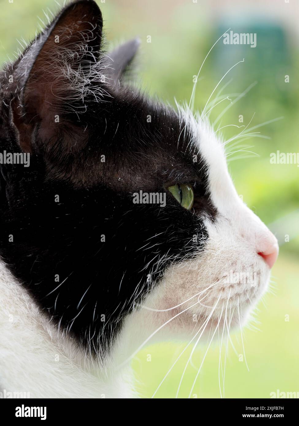 Beautiful black cat close up hi-res stock photography and images - Alamy