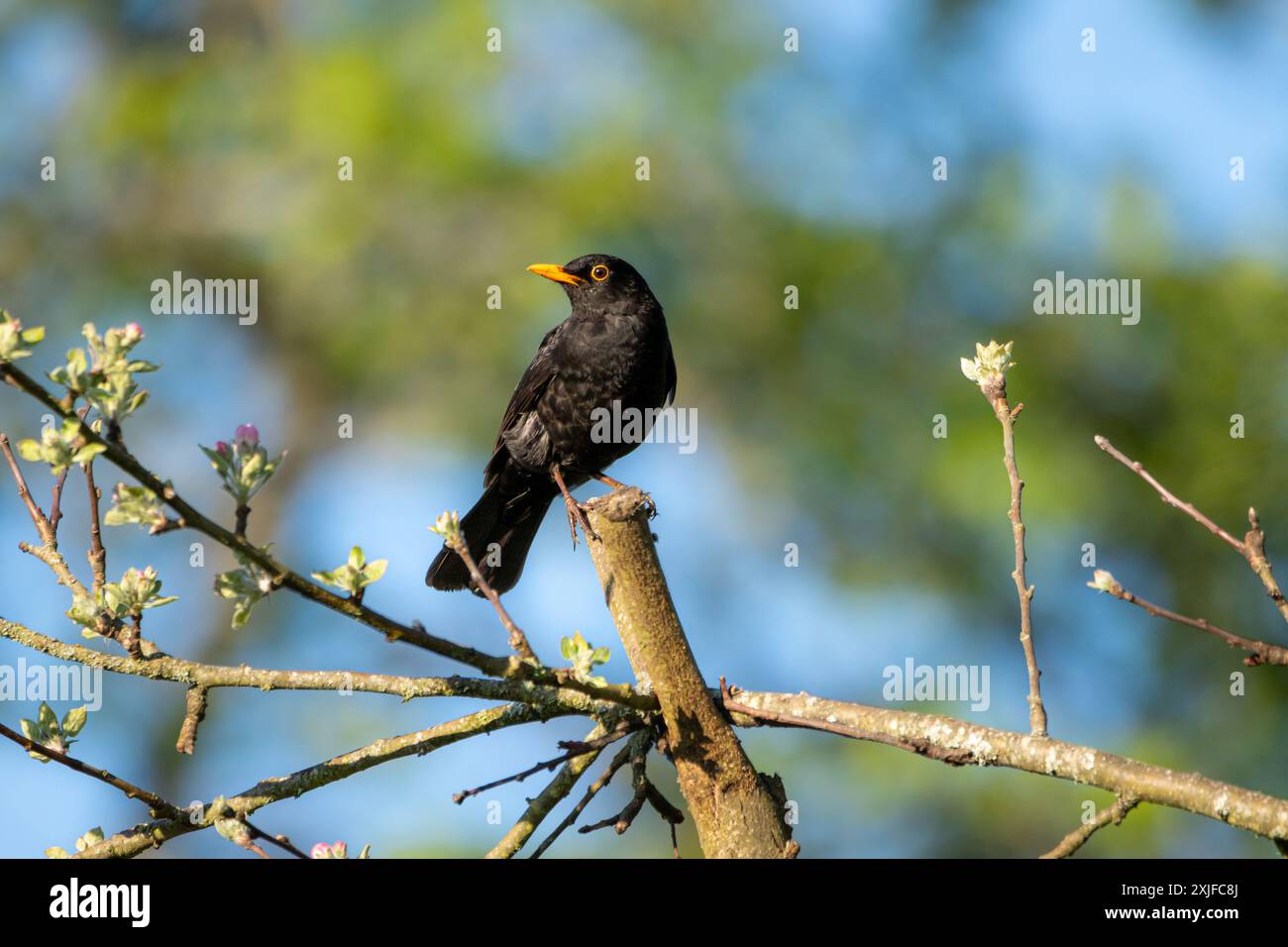 A Blackbird (Turdus merula) perched on top of a tree with a blue sky background. Stock Photo