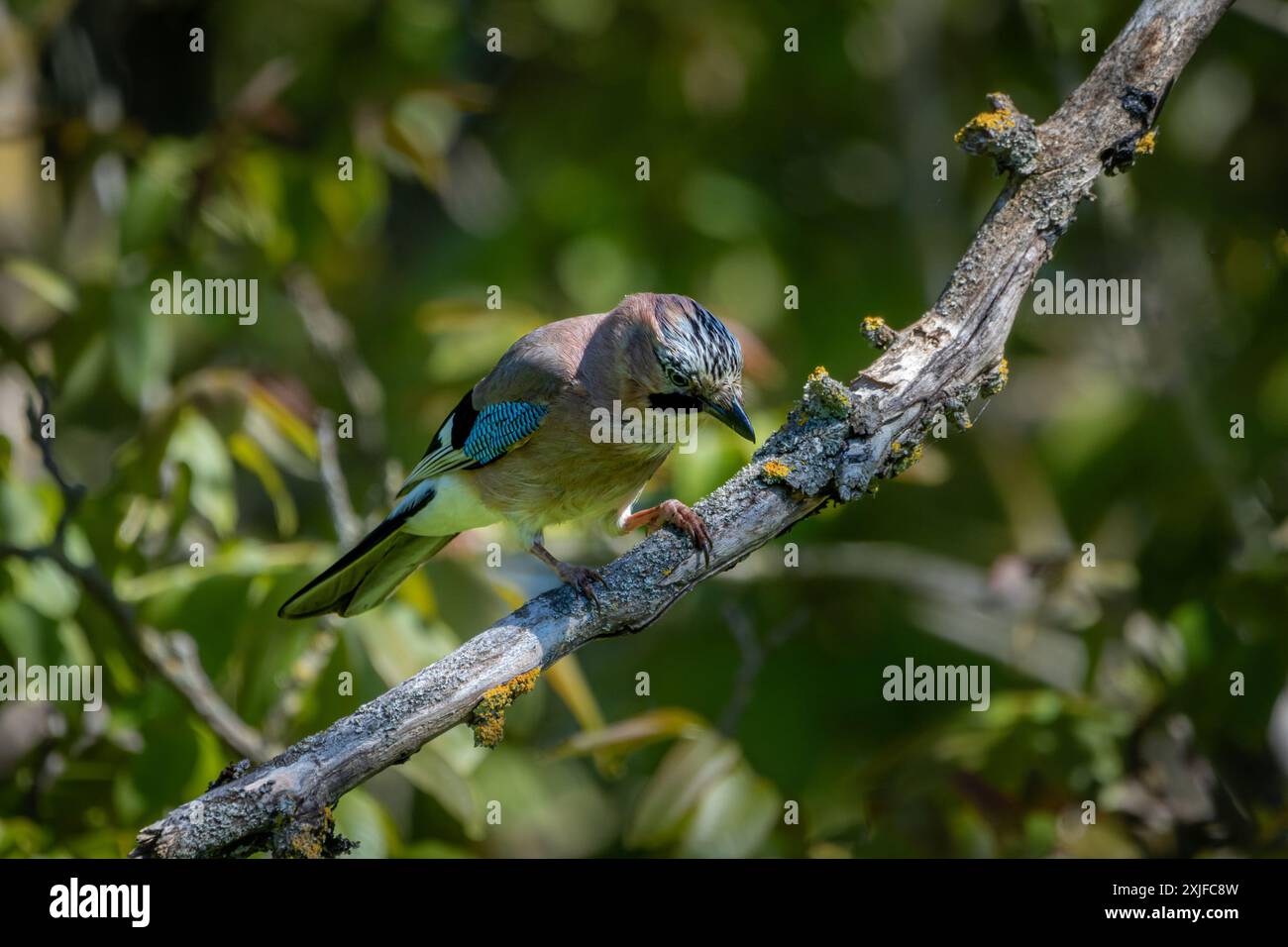 Eurasian Jay (Garrulus glandarius) perched in a tree. Stock Photo