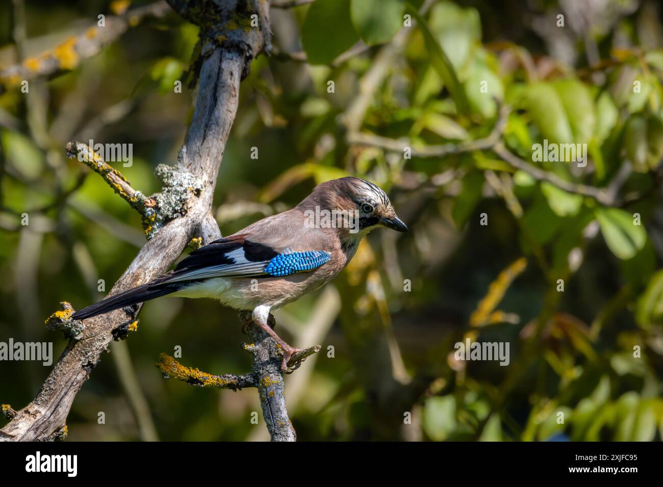 Eurasian Jay (Garrulus glandarius) perched in a tree. Stock Photo
