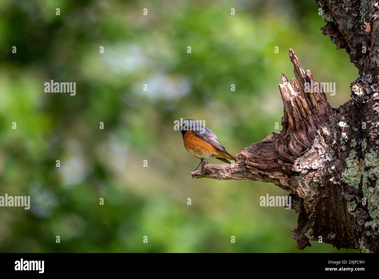 A male, Common redstart (Phoenicurus phoenicurus) perched on a tree trunk with a blurred, green and blue background. Stock Photo