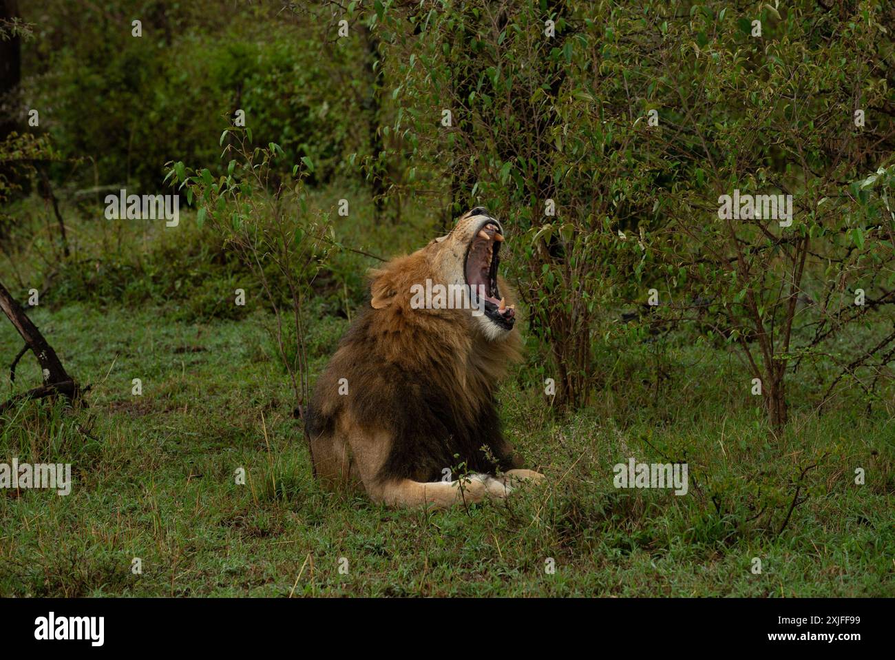Lions muscular body hi-res stock photography and images - Alamy