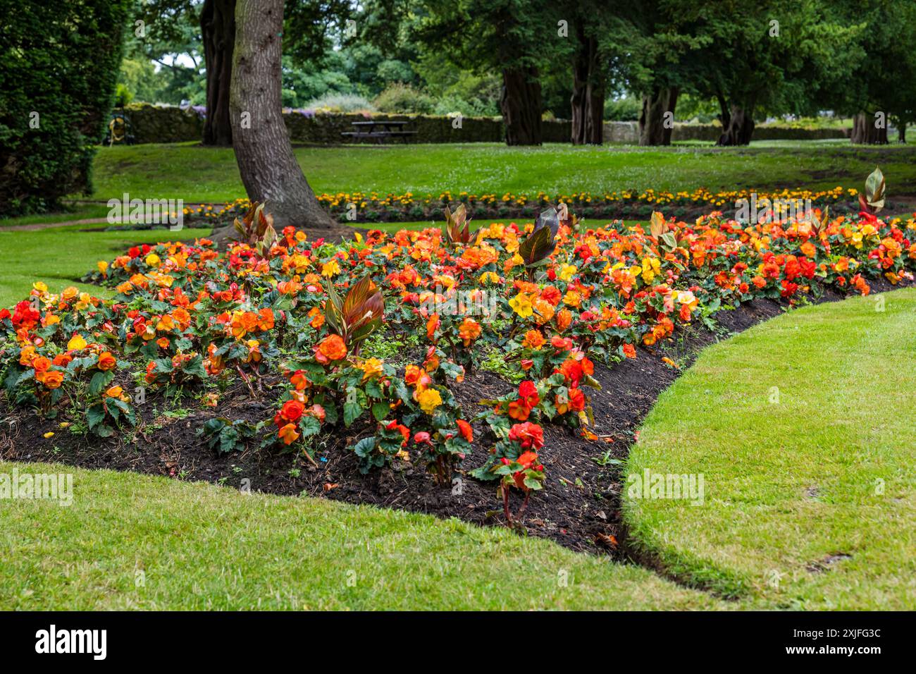 View of Dirleton Castle formal garden with begonia flowerbed, East Lothian, Scotland, UK Stock Photo