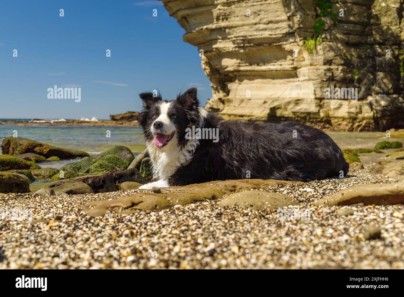 Border collie cooling off on the beach of the Kedoura Inlet on Myojin ...