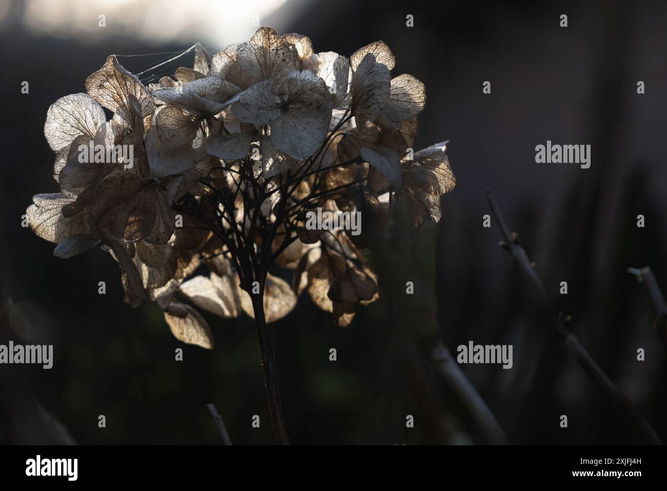 Hortensie hydrangea macrophylla bauernhortensie hi-res stock ...