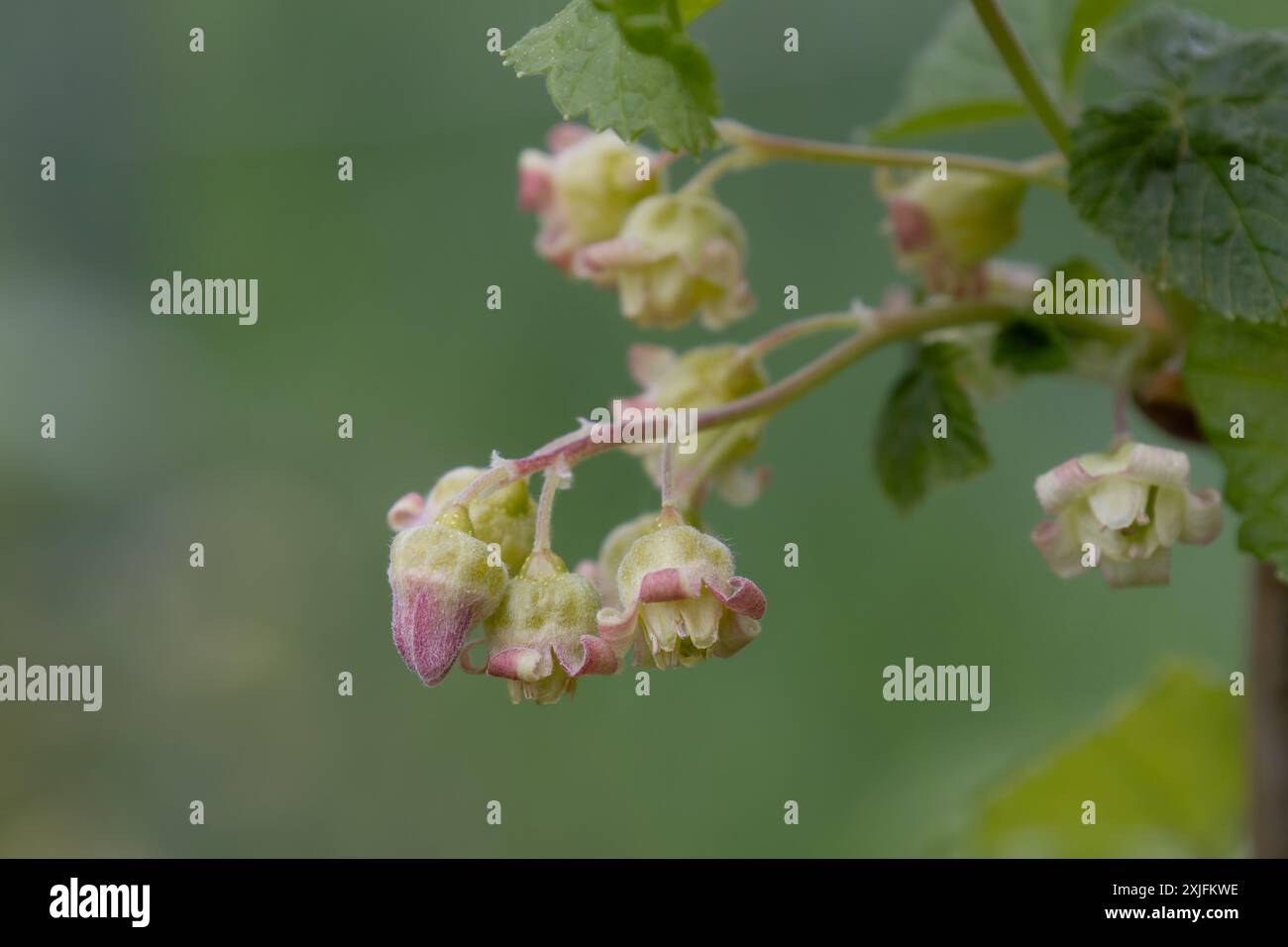 Blackcurrant Stock Photo