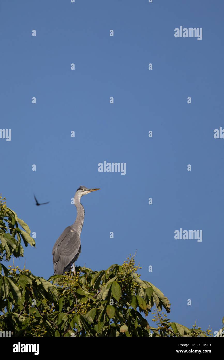 Grey Heron Stock Photo
