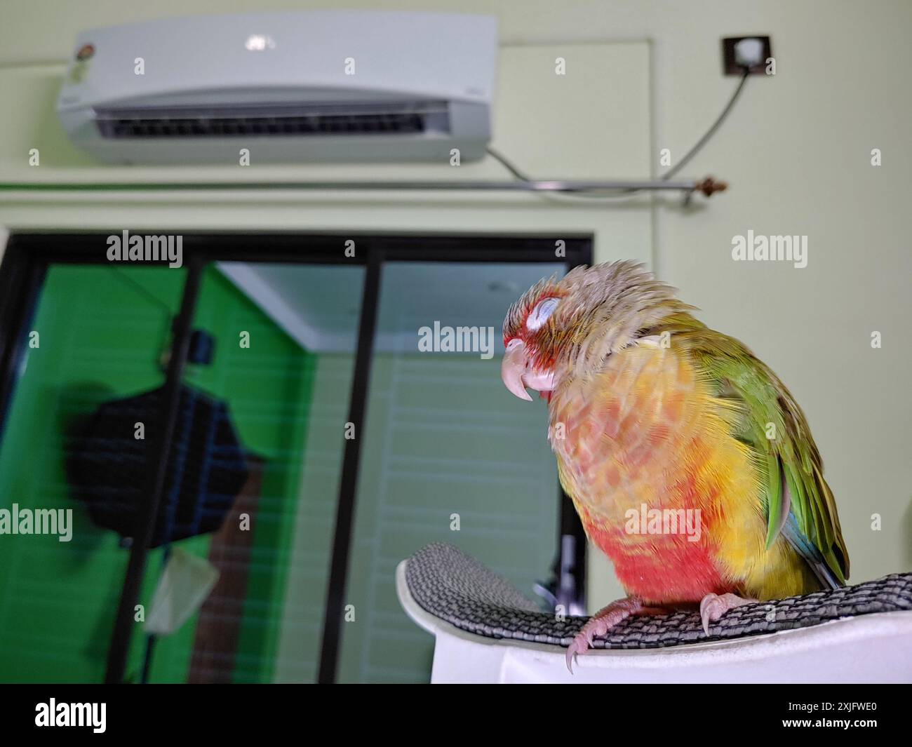 A cute Pet pineapple conure bird sleeping on air conditioner room, cute ...