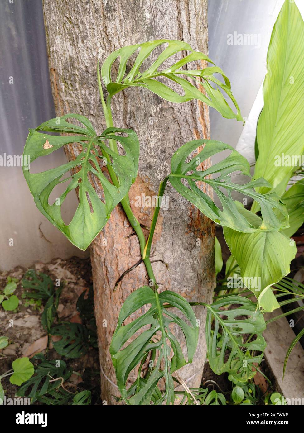 new grown Green Monstera acacoyaguensis leaves with raindrops in garden  stock photo Stock Photo - Alamy