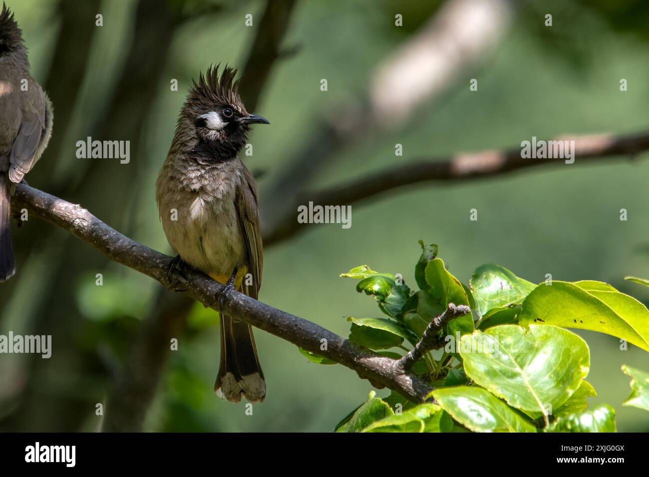 Himalayan bulbul (Pycnonotus leucogenys), or white-cheeked bulbul, in ...