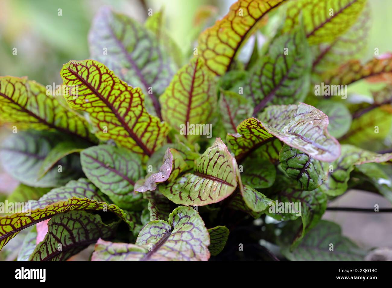 Red Veined Sorrel plant in early summer Stock Photo