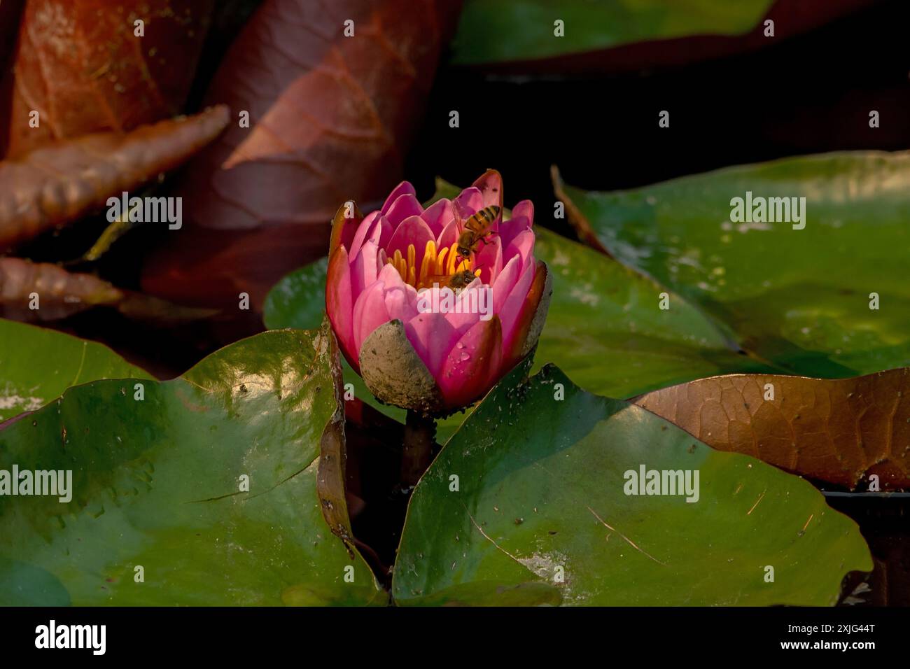 Honey bees at a Water Lily Stock Photo - Alamy