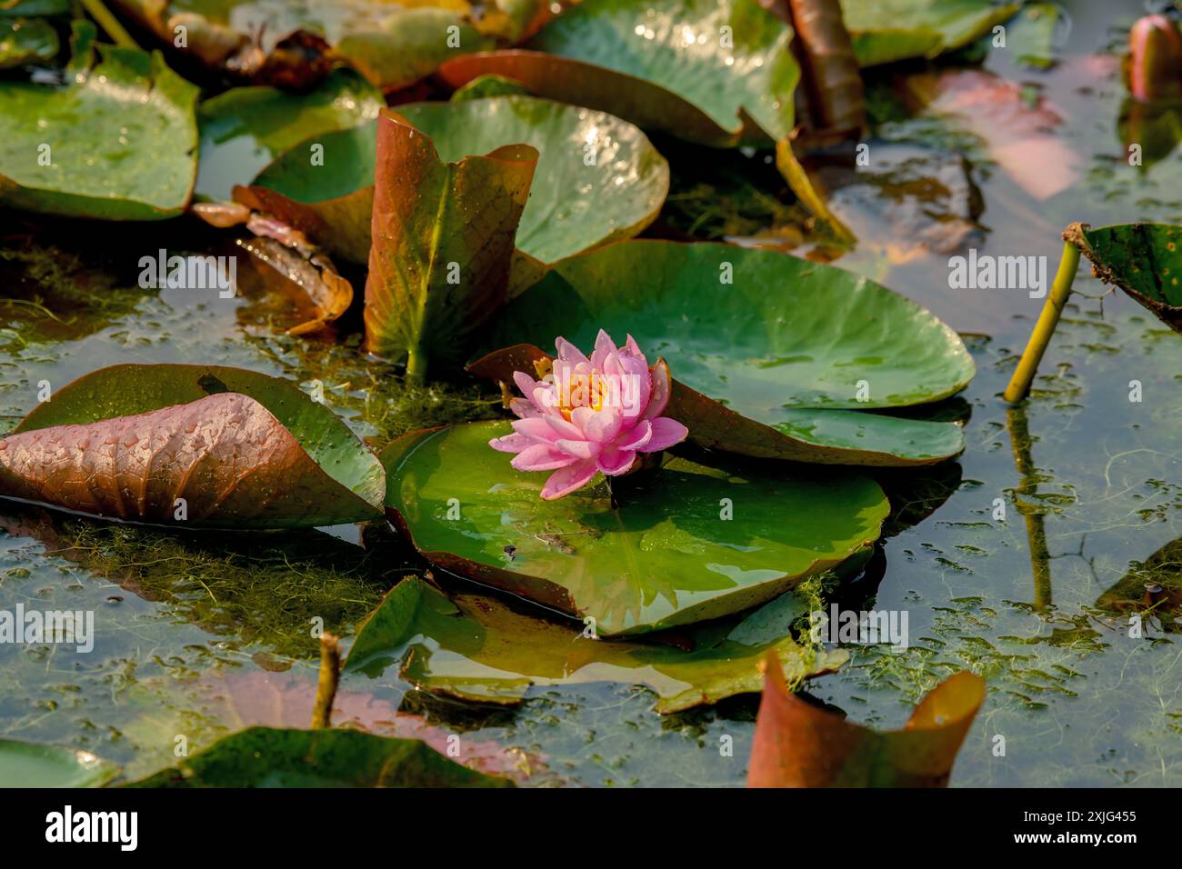 Water lily care hi-res stock photography and images - Alamy