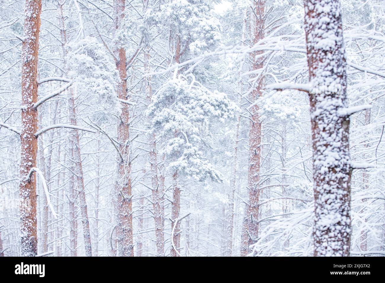 Thick fog covered coniferous forest hi-res stock photography and images ...