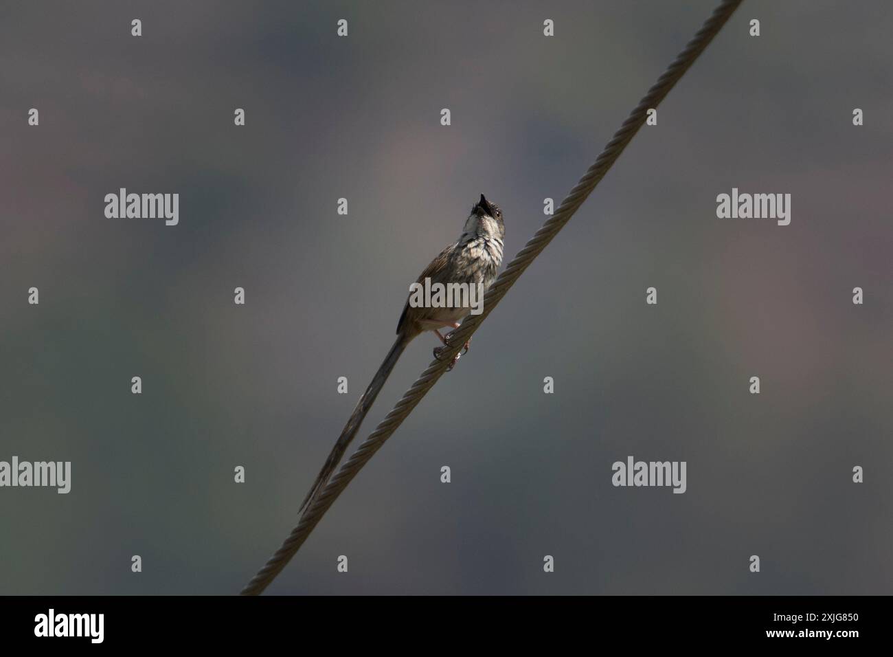 Himalayan prinia (Prinia crinigera) in Binsar in Uttarakhand, India Stock Photo