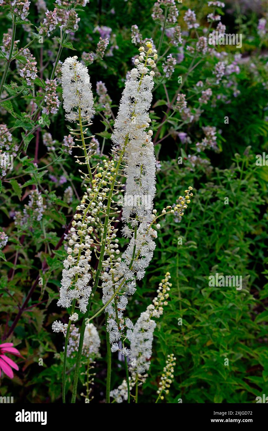 Actaea Racemora Actaea racemosa - black cohosh in flower. Taken July 2024. Summer Stock ...