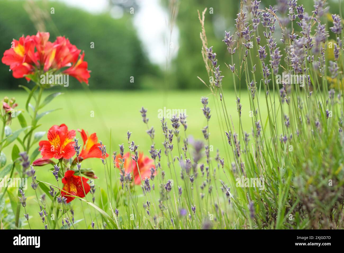Wildflower garden border hi-res stock photography and images - Alamy