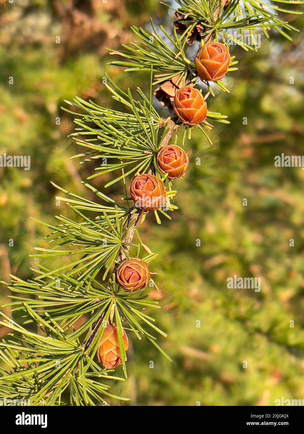 Close-up image of tamarack tree branch adorned with young cone buds Stock Photo