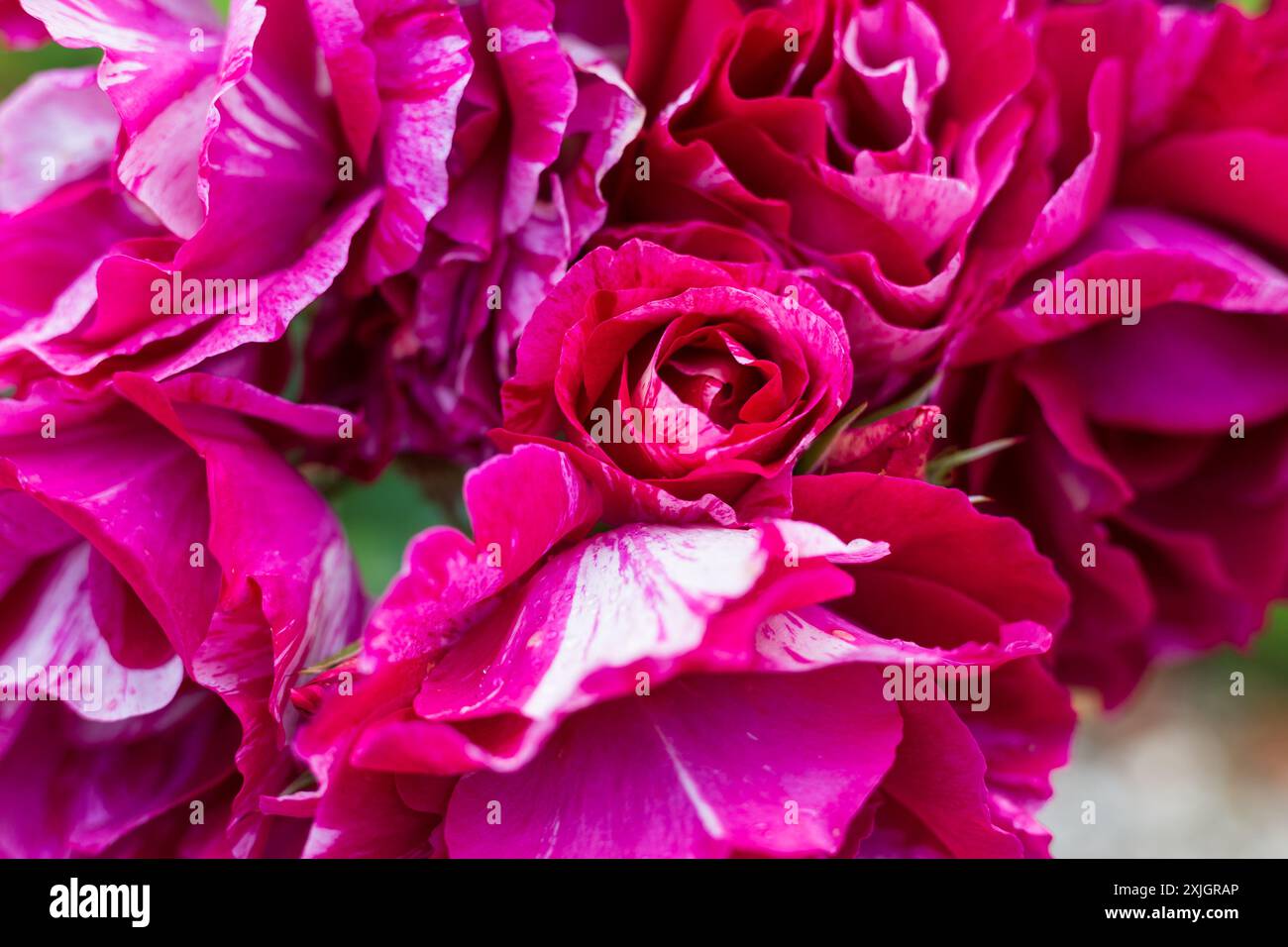 Magenta roses hi-res stock photography and images - Alamy