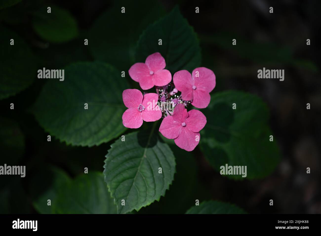 A close-up of a cluster of pink hydrangea flowers. The flowers are in ...