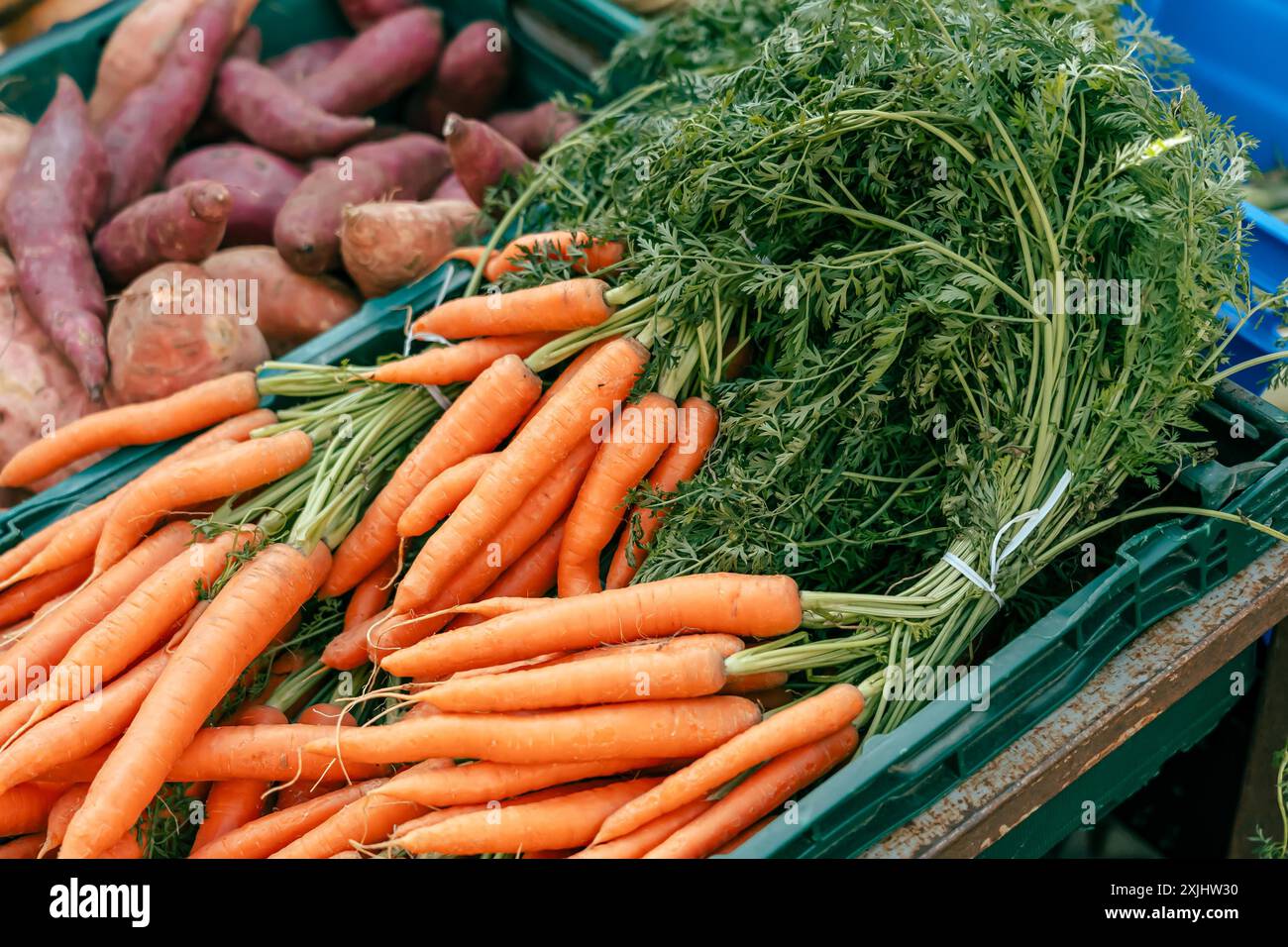 A green crate overflowing with fresh carrots, their leafy tops spilling out. In the background, a pile of sweet potatoes. Stock Photo