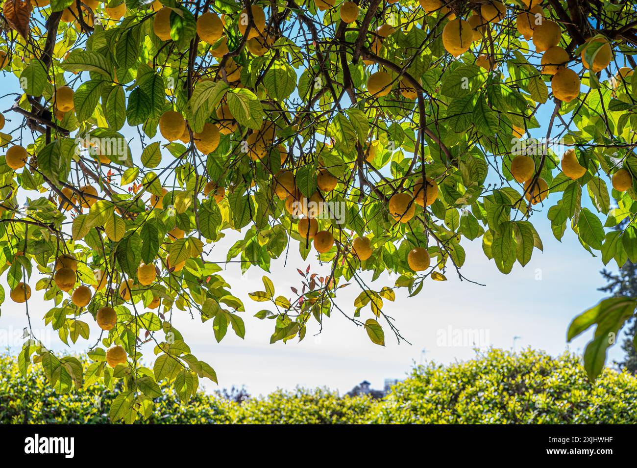 Lemons on lemon tree against blue sky Stock Photo
