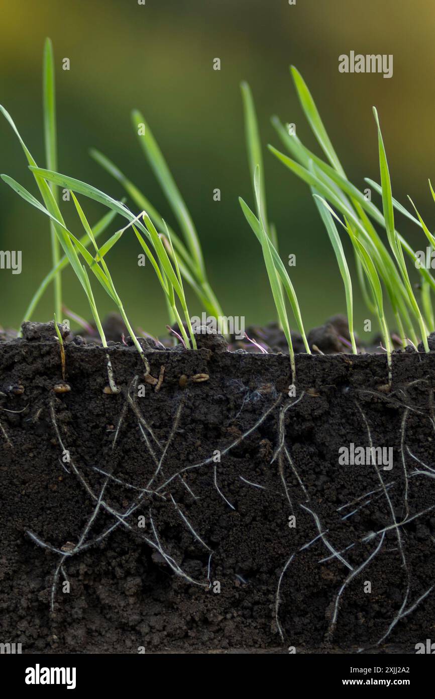 Week Roots Imagees Wheat seedling roots hi-res stock photography and images - Alamy