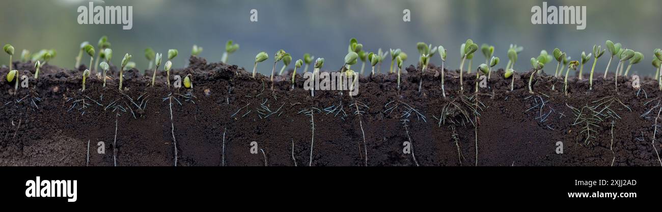 Fresh green soybean plants with roots Stock Photo - Alamy