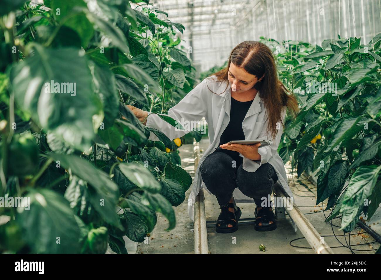 Bioengineer, scientist collects data for research on new variety pepper ...