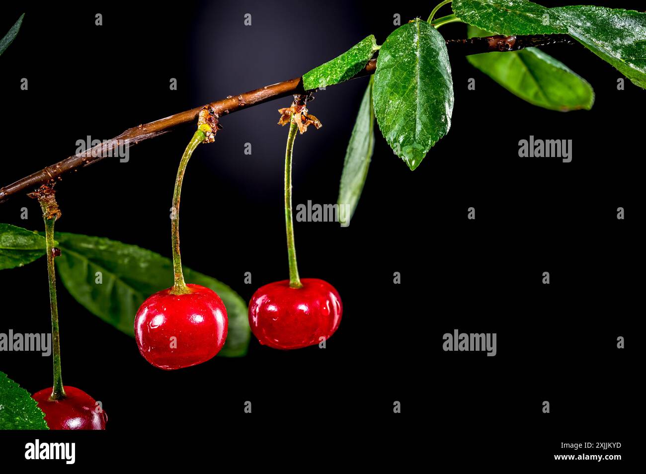 Wild cherry on a black background Stock Photo