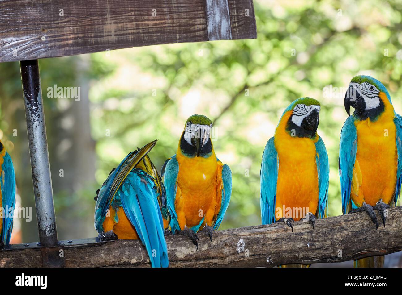 Aviary parrot hi-res stock photography and images - Alamy