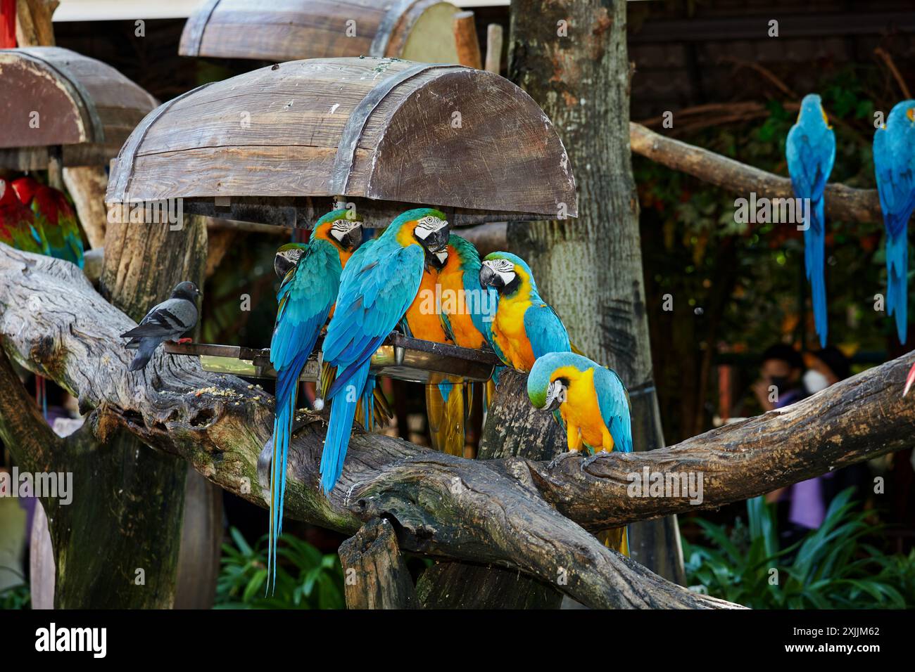 Aviary parrot hi-res stock photography and images - Alamy
