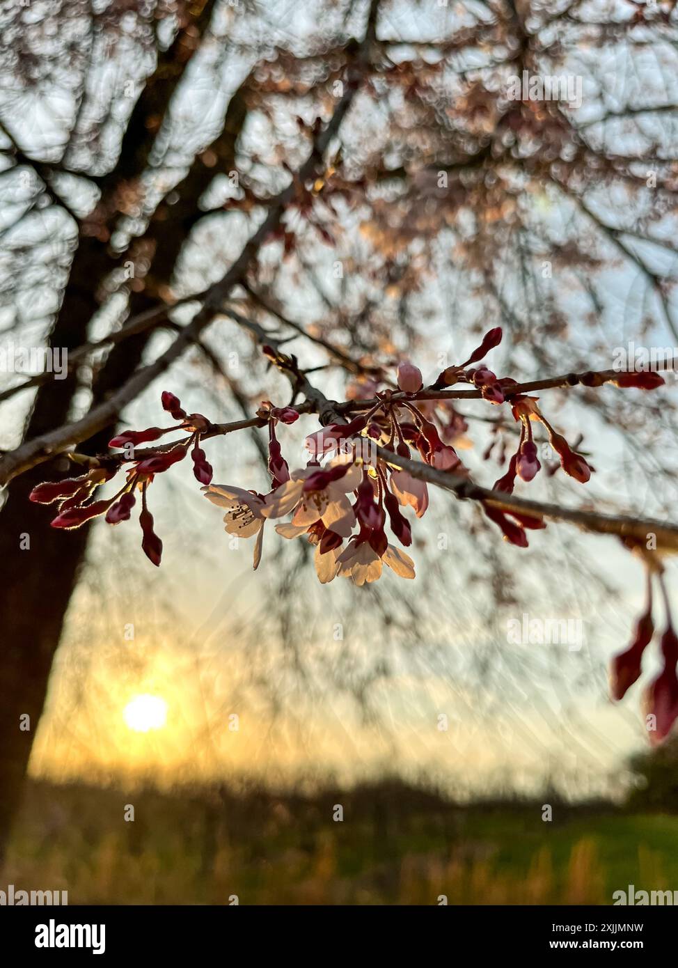 Sunset cherry blossoms hi-res stock photography and images - Alamy