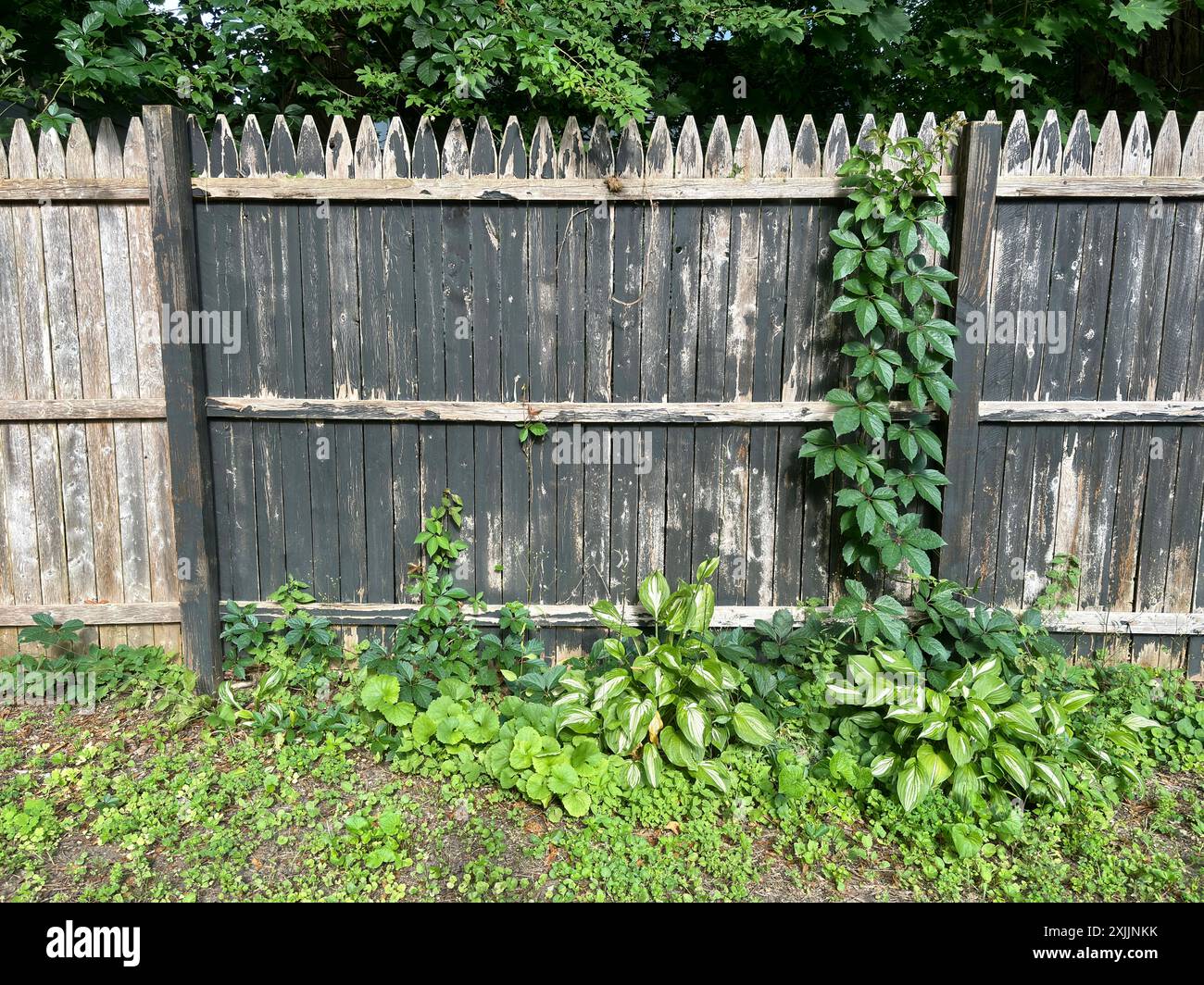 Weathered wooden fence with creeping ivy and plants Stock Photo - Alamy