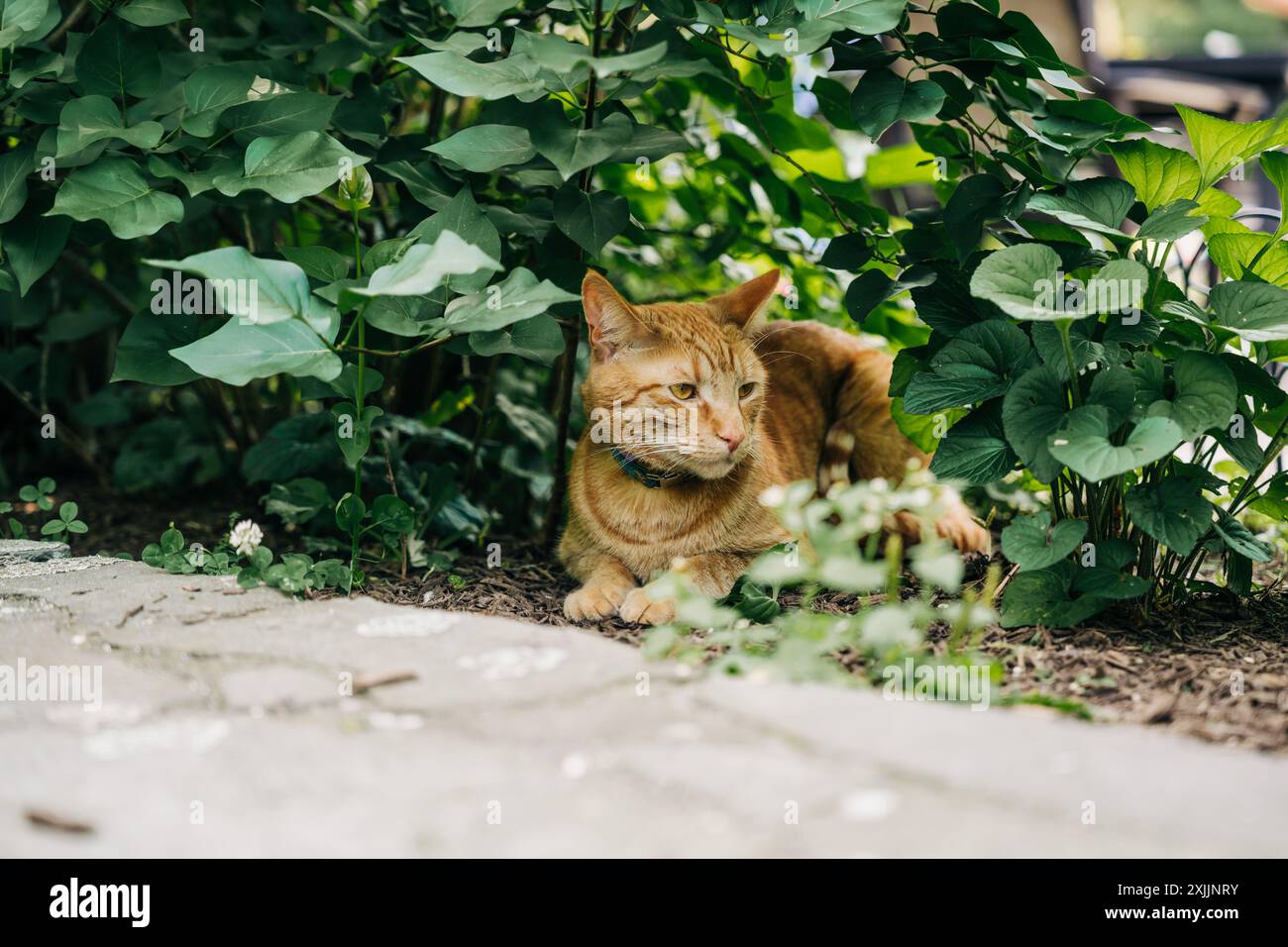 Orange cat lying among green plants on a garden path Stock Photo - Alamy