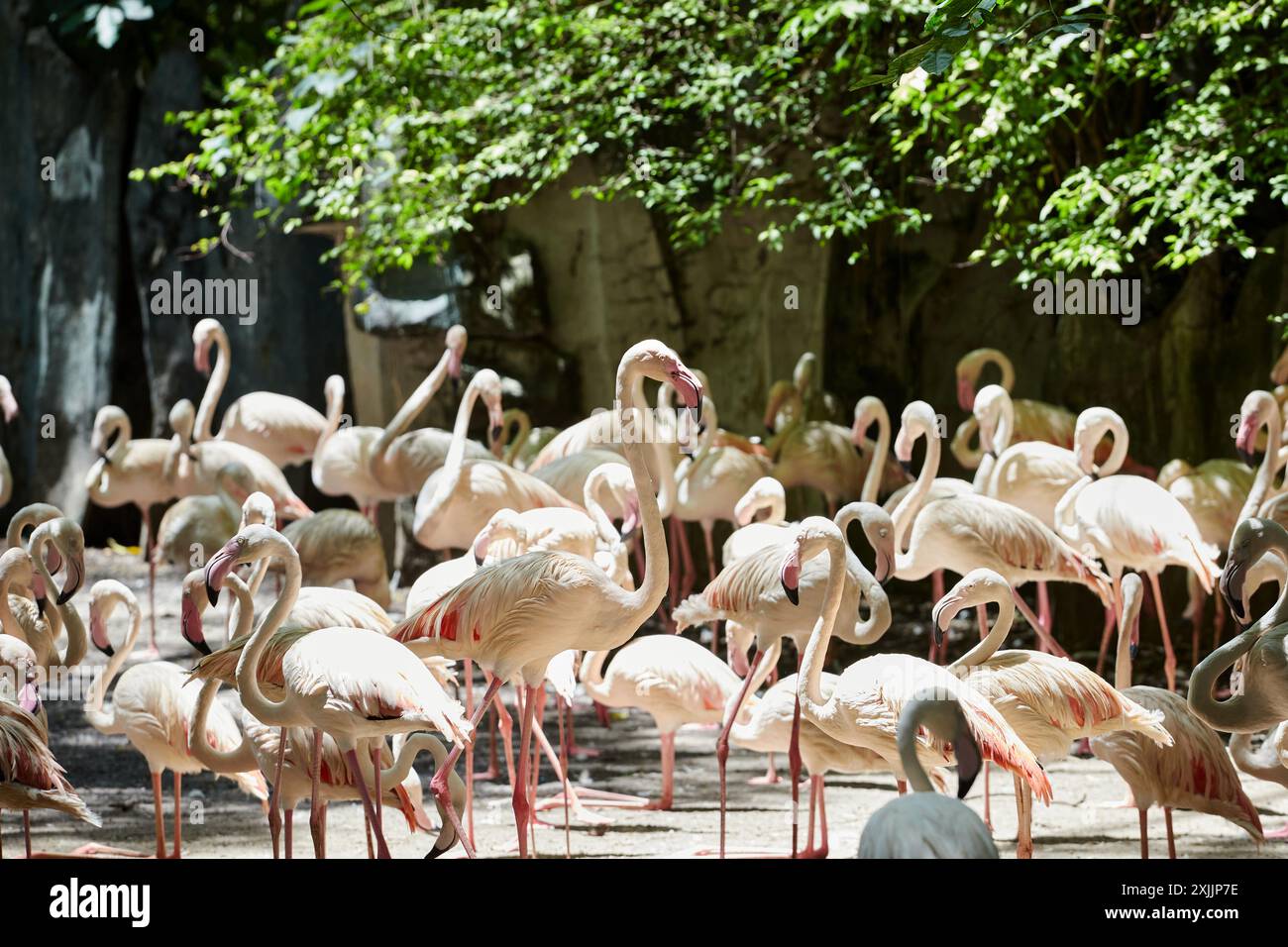 Colony pink flamingos in pond hi-res stock photography and images - Alamy