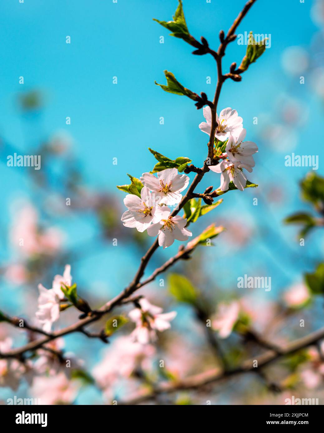 Cherry blossom tree in full hi-res stock photography and images - Alamy