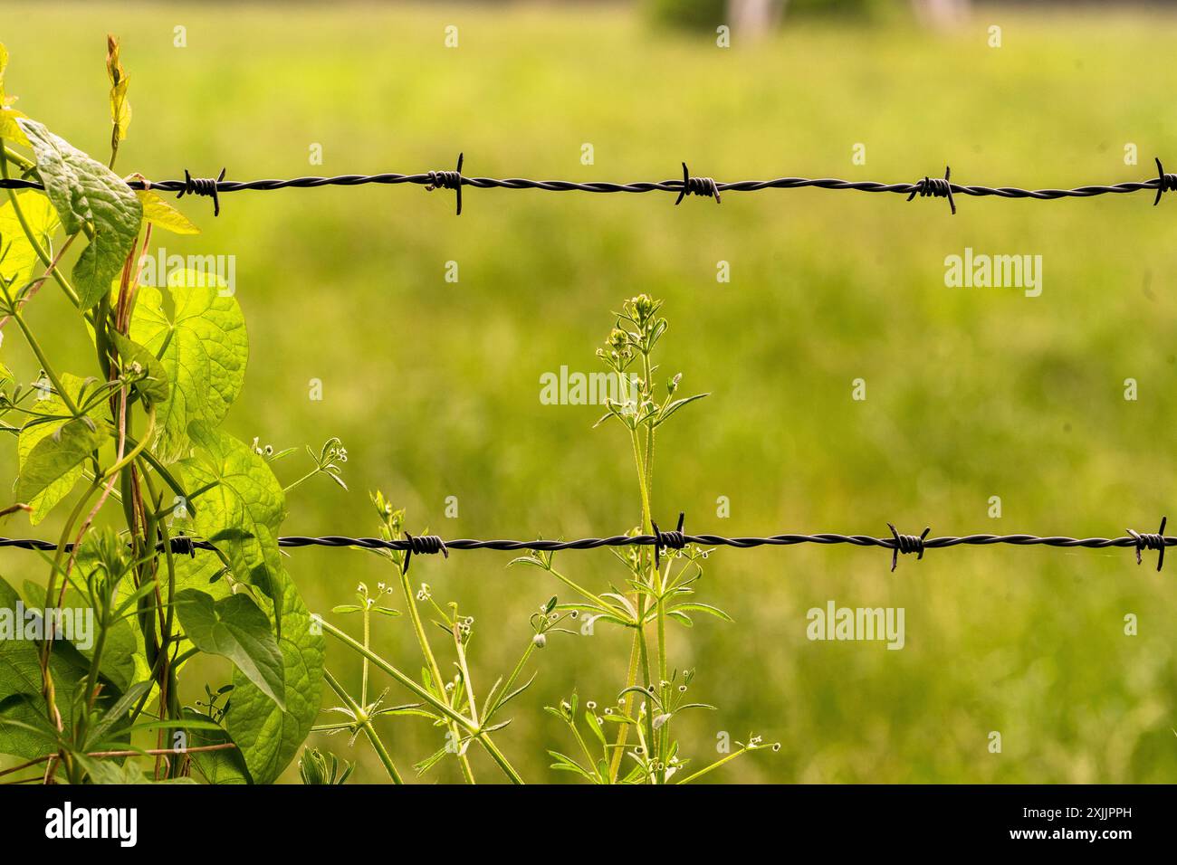 Barbed wire in by green nature Stock Photo