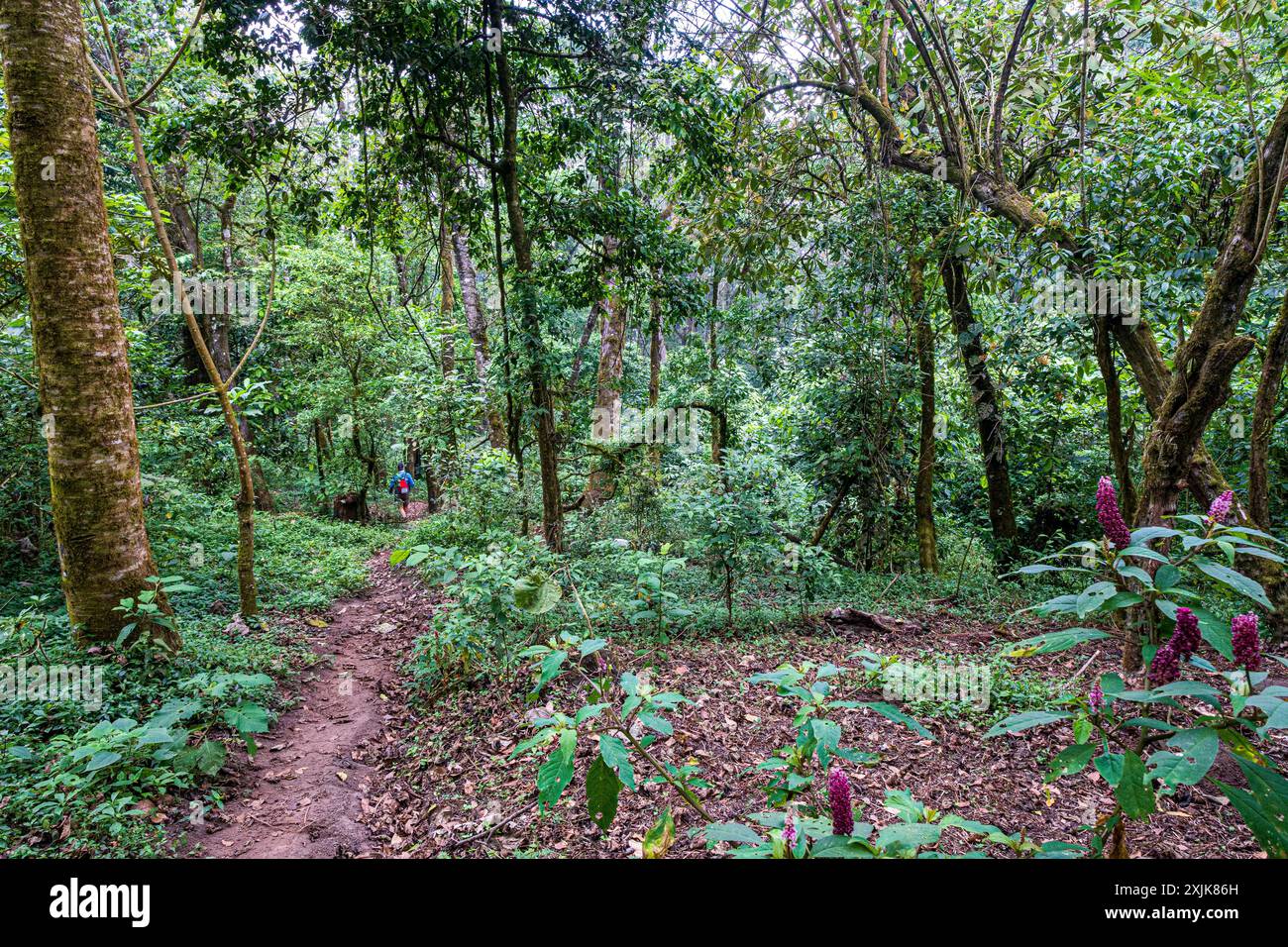 Rainforest guatemala landscape hi-res stock photography and images - Alamy