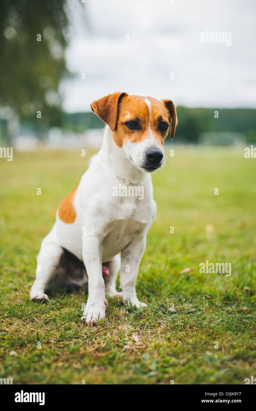 Jack Russell Terrier Stock Photo