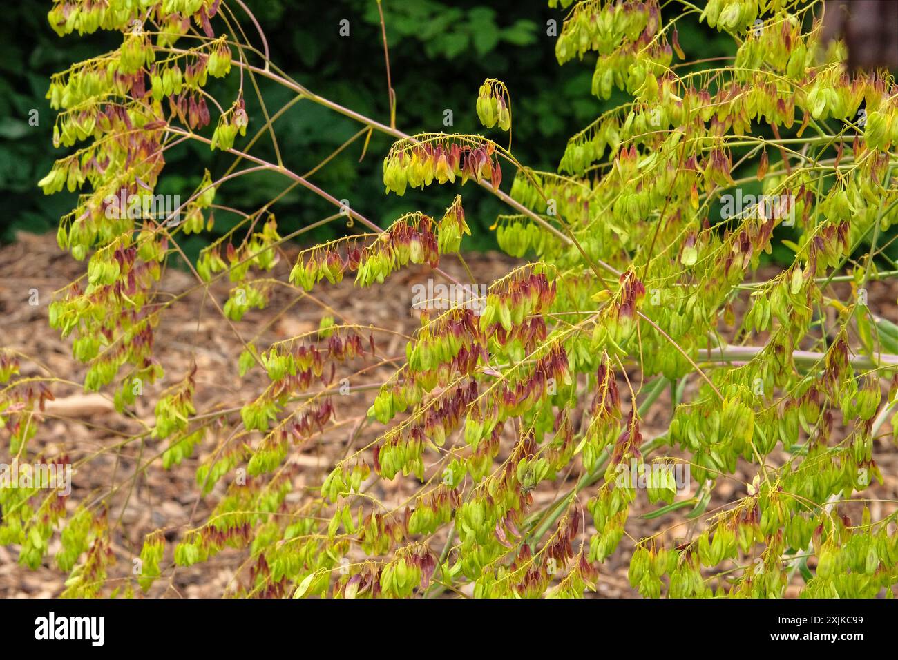 Isatis grows in meadow. Cultivated for its romantic flowers. Flowers blooming. Cottage garden. Stock Photo