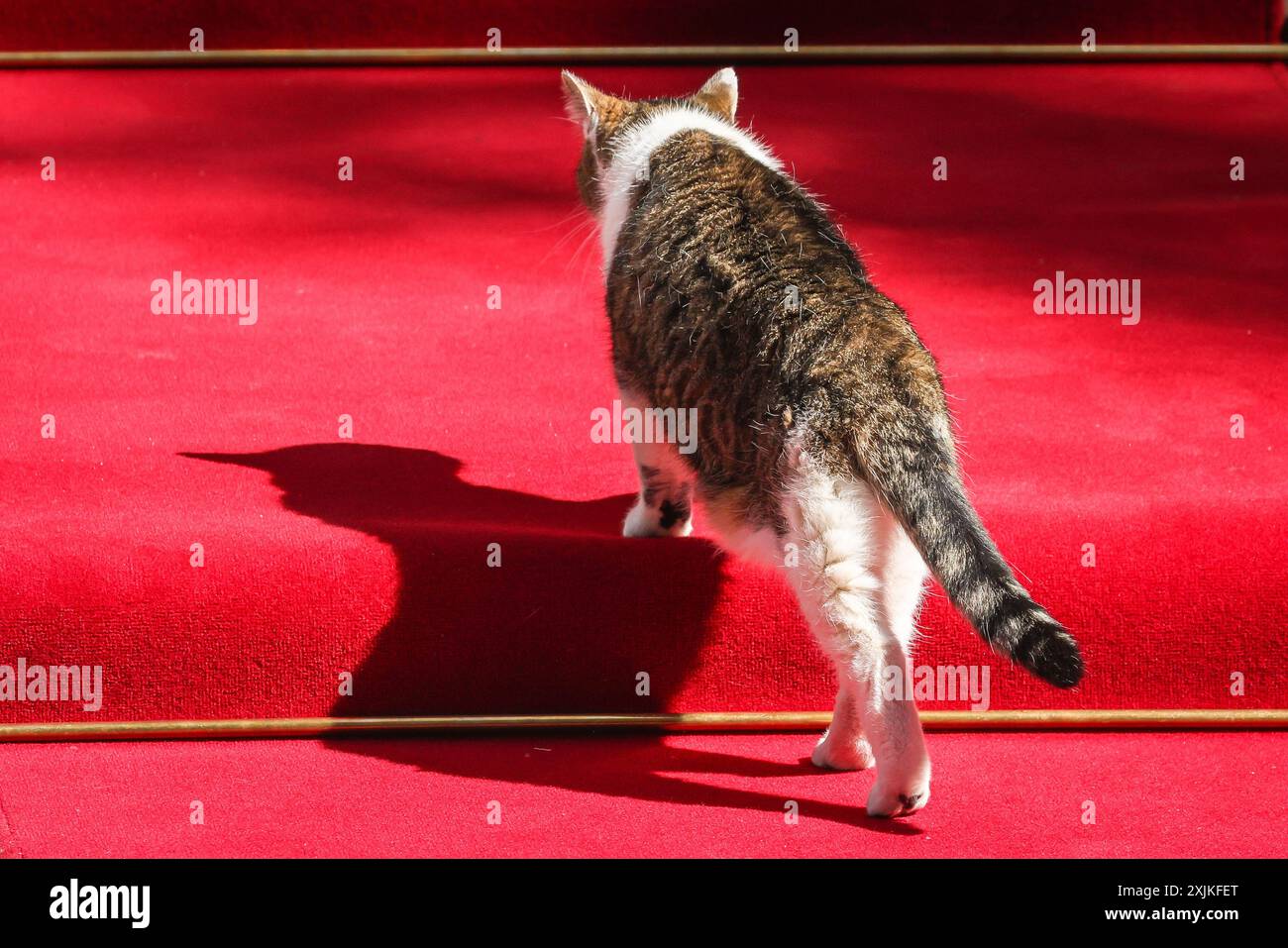 Cat Strutting