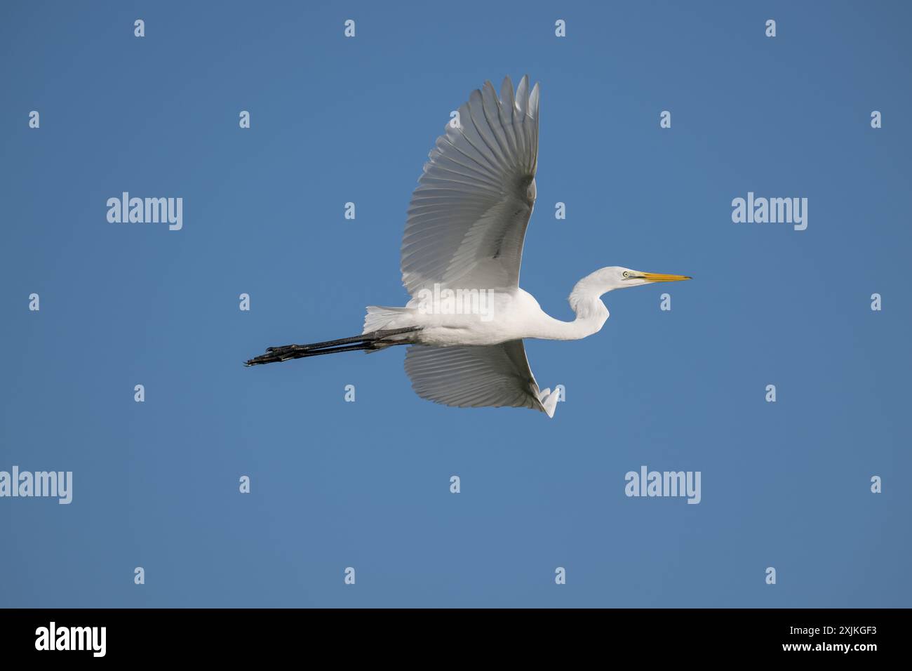 A lone White Great egret with outstretched wings flies through a clear blue sky looking to land on the St Lawrence wetlands. Stock Photo