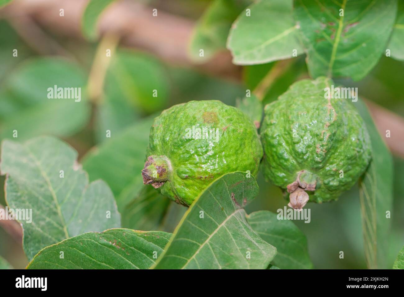 Two Guava India guava fruit hi-res stock photography and images - Alamy