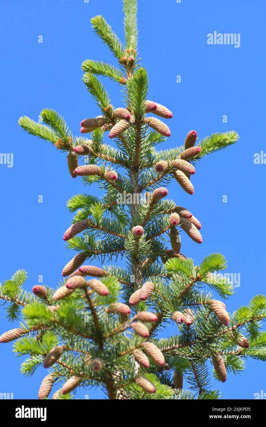 Fir branch young cones hi-res stock photography and images - Alamy